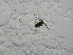 Chironomidae