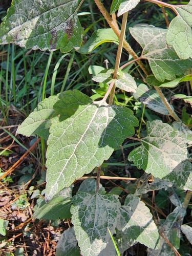 Image of Brickellia cordifolia by (c) Scott Allen Davis, some rights reserved (CC BY)