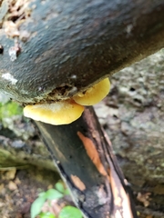 Crepidotus croceotinctus