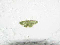 Chlorochlamys phyllinaria