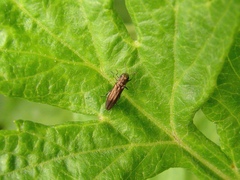 Agrilus