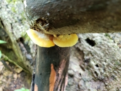 Crepidotus croceotinctus