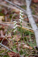Spiranthes ochroleuca