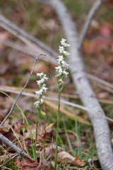 Spiranthes ochroleuca