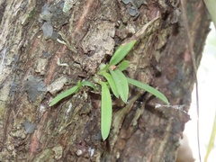 Encyclia tampensis