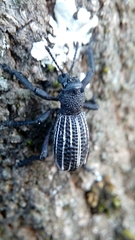 Aegorhinus albolineatus