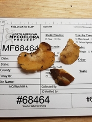 Crepidotus croceotinctus