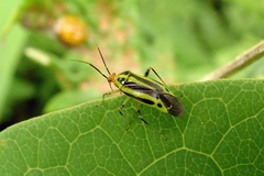 Poecilocapsus lineatus