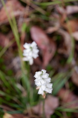 Spiranthes ochroleuca