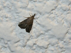 Hypena