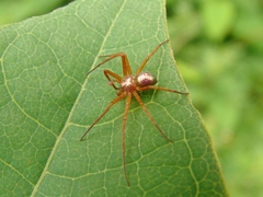 Philodromus marxi