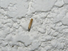 Lepidoptera