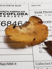 Crepidotus croceotinctus