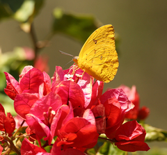 Phoebis philea philea