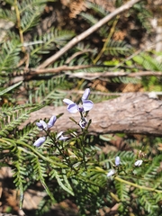 Comesperma