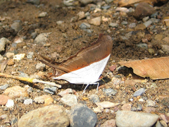 Marpesia zerynthia