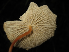 Marasmius cladophyllus