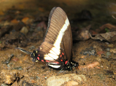 Protographium asius