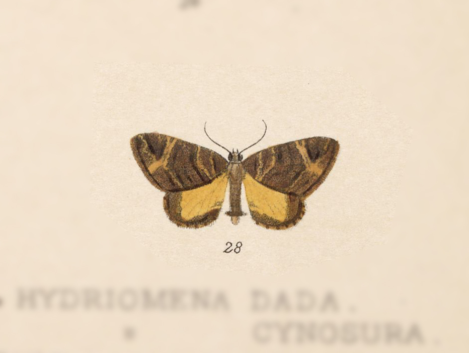 Euphyia psyra