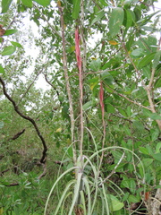 Tillandsia balbisiana