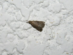 Hypena