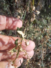 Maurandya antirrhiniflora