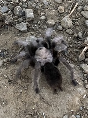 Aphonopelma iodius