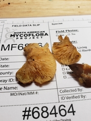 Crepidotus croceotinctus