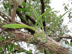 Encyclia tampensis