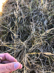 Poa