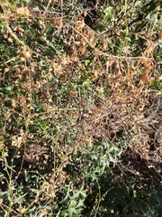 Maurandya antirrhiniflora