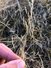 Poa