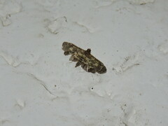 Eurrhyparodes bracteolalis