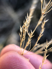 Poa