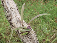 Encyclia tampensis
