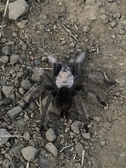 Aphonopelma iodius