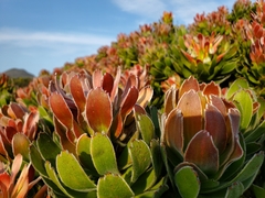 Mimetes fimbriifolius