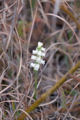 Spiranthes ochroleuca