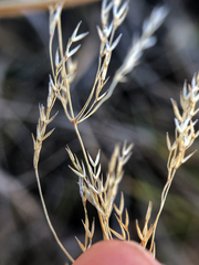 Poa