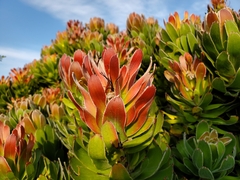 Mimetes fimbriifolius
