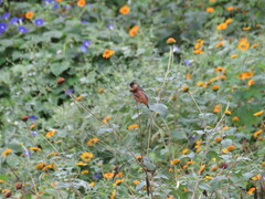 Icterus spurius