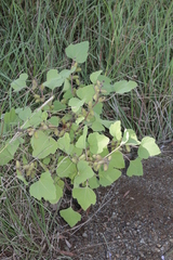 Xanthium orientale