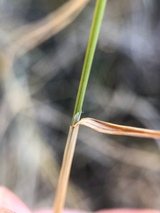 Poa