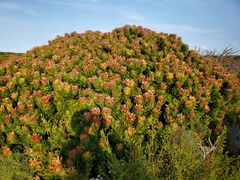 Mimetes fimbriifolius