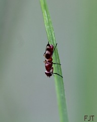 Ulidiidae