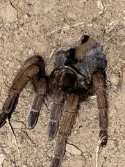 Aphonopelma iodius