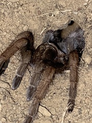 Aphonopelma iodius