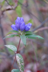 Gentiana saponaria