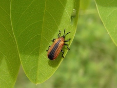 Odontota dorsalis