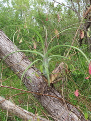 Tillandsia balbisiana